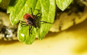 Zdravljenje zastarane bolerioze