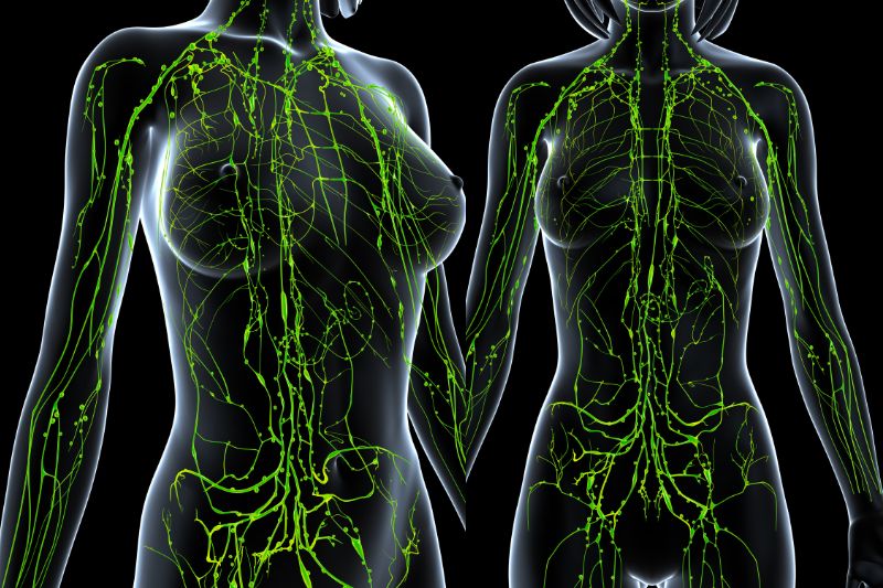 limfa-in-limfni-sistem